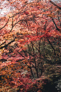 Full frame shot of cherry tree during autumn