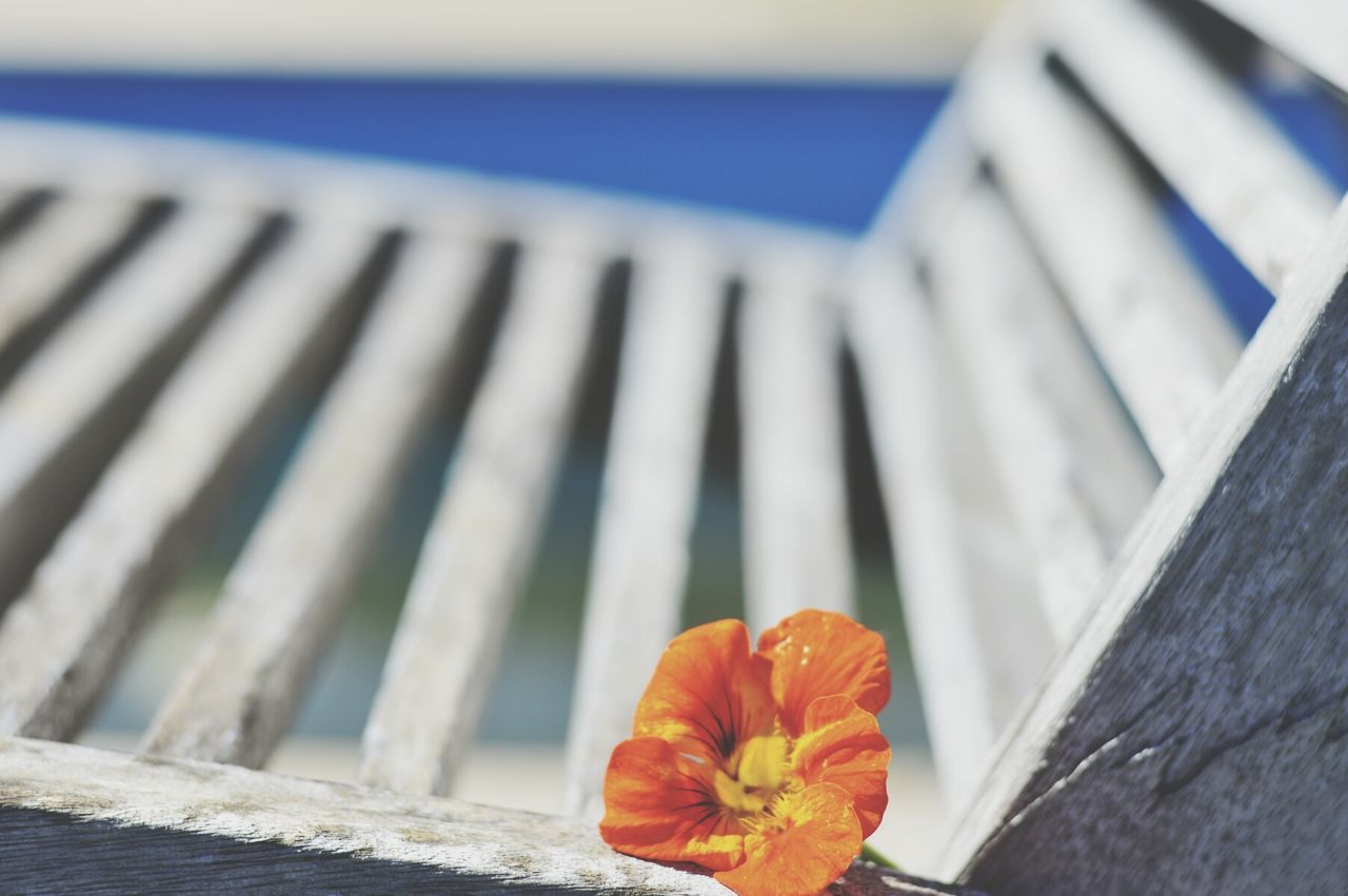 flower, focus on foreground, close-up, fragility, built structure, railing, petal, building exterior, architecture, fence, nature, beauty in nature, plant, day, flower head, outdoors, freshness, sky, red, no people