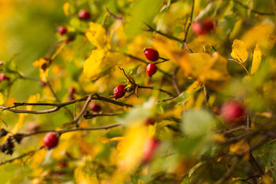 Close-up of rose hips growing on plant