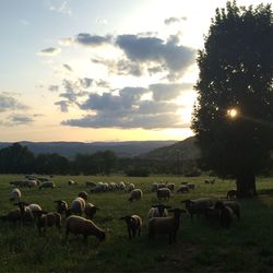 Sheep grazing on field