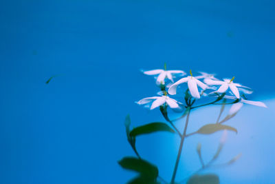 Low angle view of plant against clear blue sky
