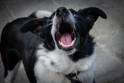 Close-up portrait of dog