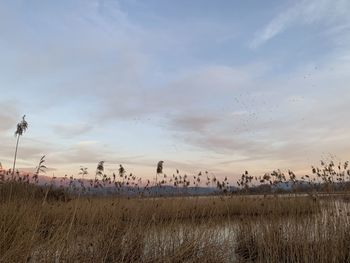 Scenic view of field against sky during sunset