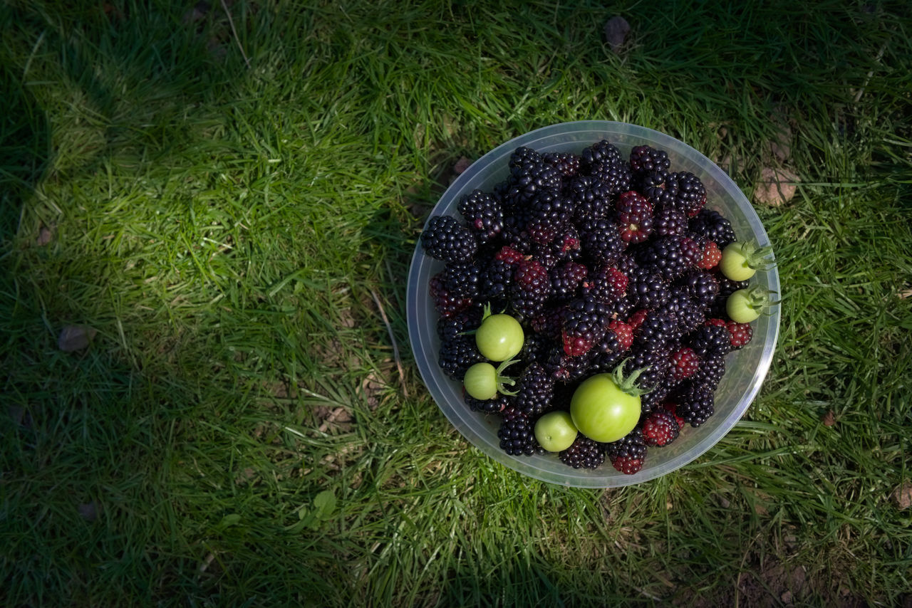 HIGH ANGLE VIEW OF FRUITS IN BOWL ON FIELD