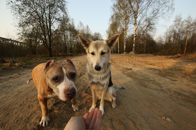 Full length of hand holding dog