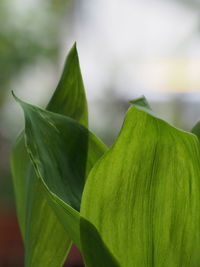 Close-up of green leaves