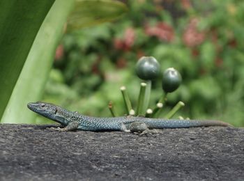 Close-up of lizard on rock