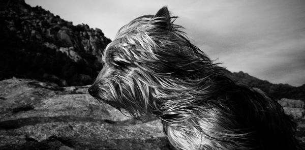 Close-up of horse against sky