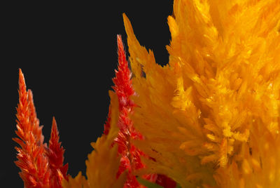 Close-up of yellow flowering plants during autumn