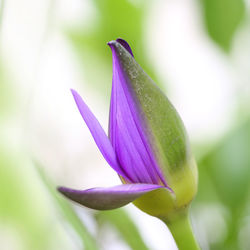 Close-up of purple flower