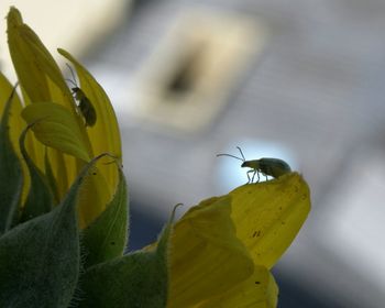 Close-up of butterfly on yellow flower