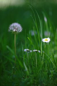 Close-up of dandelion flower on field