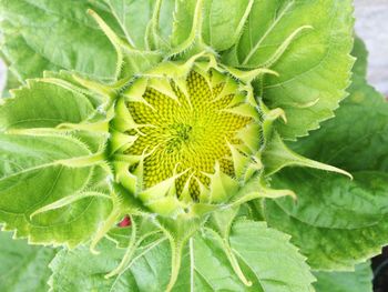 Close-up of green plant