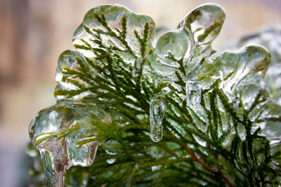 Close-up of frozen plants during winter