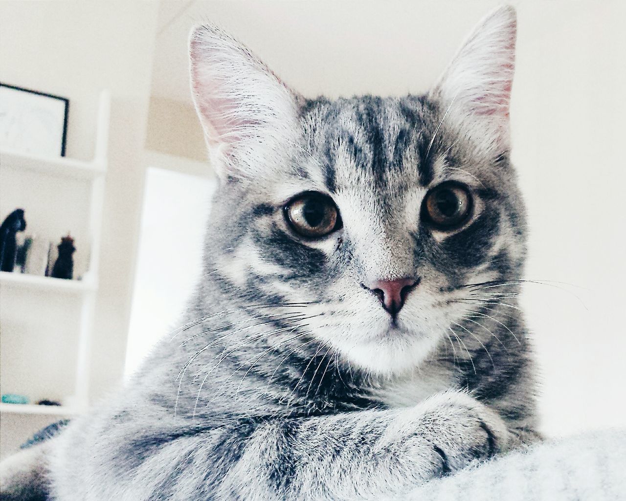 domestic animals, one animal, pets, animal themes, domestic cat, cat, indoors, mammal, close-up, portrait, white color, animal head, feline, looking at camera, whisker, focus on foreground, home interior, front view, winter