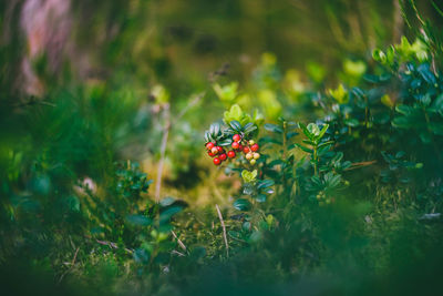 Berry fruits on plant