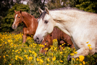 Horse photography, outdoors, happy animals on a flower field having fun.