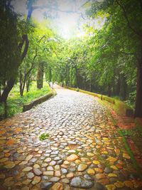 Footpath amidst trees during autumn