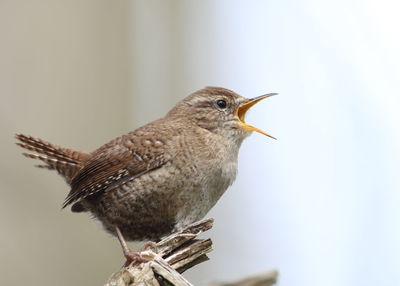 Close-up of a bird