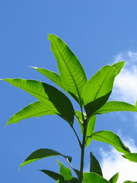 Low angle view of leaves against blue sky