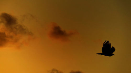 Bird flying in sky during sunset