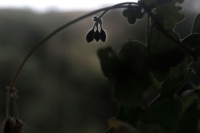 Close-up of plant