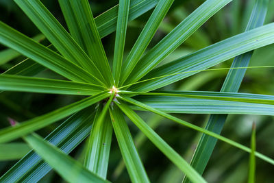 Full frame shot of fresh green plant