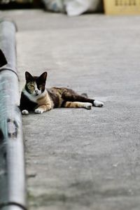 Portrait of cat relaxing on street in city