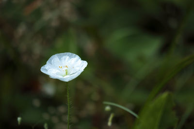 Close-up of white flowering plant