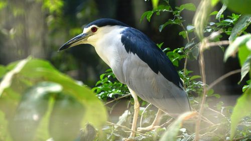 Close-up of bird perching on plant