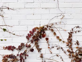 A red vine sitting on a white wall.
