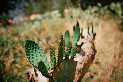 Close-up of prickly pear cactus