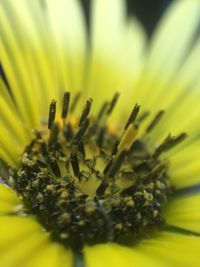 Close-up of yellow flowering plant