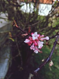 Close-up of pink cherry blossoms in spring