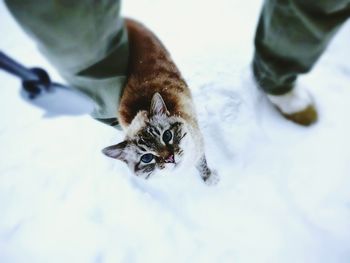 High angle portrait of cat standing on snow by human legs