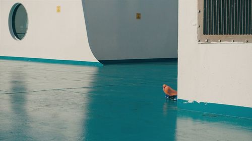 Man with horse in background