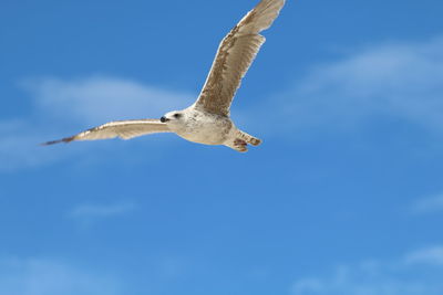 Low angle view of bird seagull flying against blue sky