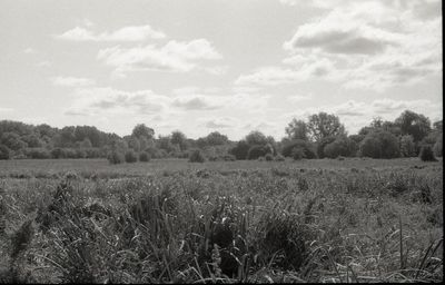 Scenic view of field against sky