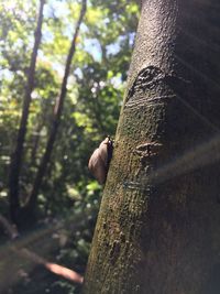 Low angle view of man on tree trunk