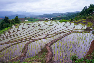 Scenic view of agricultural field against sky