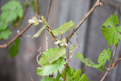 Close-up of flowering plant