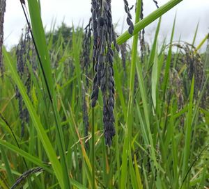 Close-up of crops growing on field