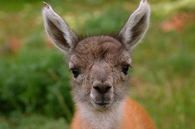 Close-up portrait of deer