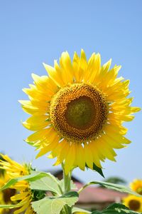 Close-up of sunflower against sky