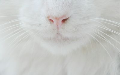 Close-up of cat