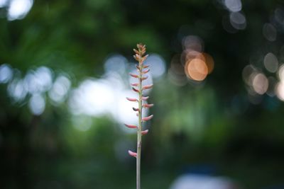Close-up of flowering plant on field