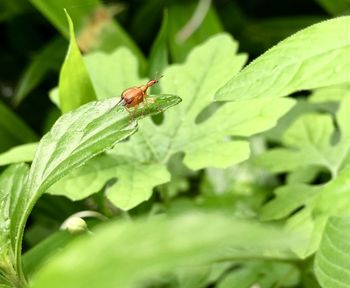 Close-up of insect on leaf