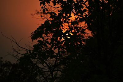 Low angle view of tree branches