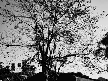 Low angle view of silhouette tree against clear sky