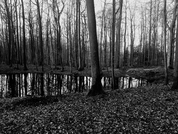 Bare trees in forest